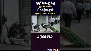 🦚 முதியவருக்கு தண்ணீர் கொடுத்த அன்பான மயில் – அற்புத தருணம் 🥹✨💧 A Compassionate Peacock 💖