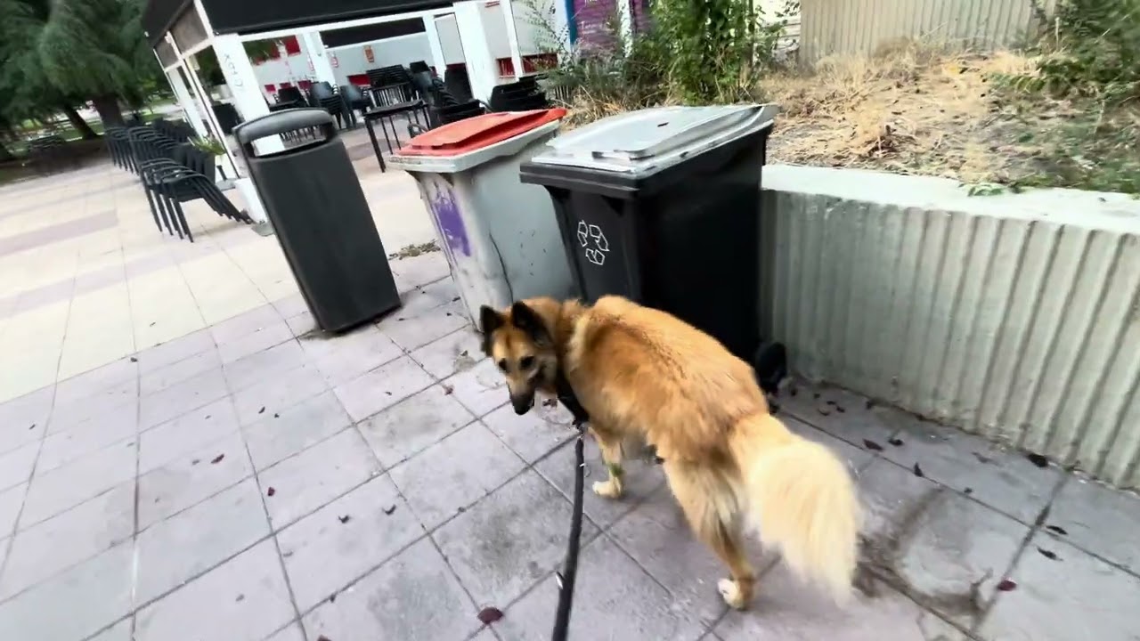 Duque 40 meses 【Espana 】336