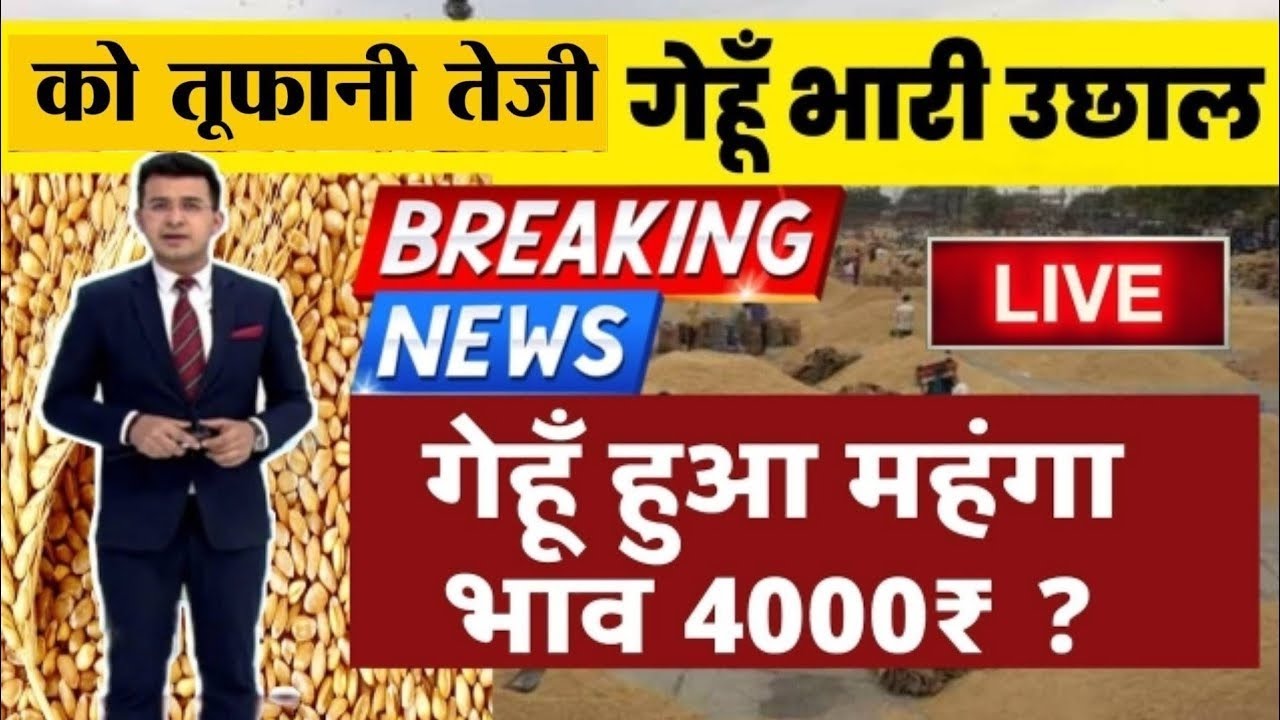 23 जनवरी 2026 Gehun Ka Bhav आज का गेहूं का भाव । गेहूं के भाव में आई  आज तेजी । गेहूं का भाव