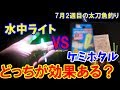 水中ライトは効果あるのか？検証・「水中ライト vs ケミホタル」で太刀魚釣り。7月2週目和歌山太刀魚釣り。
