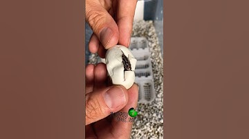 Children’s Pythons are hatching! #molinarosnakelab #shorts #childrenspython #python #eggcutting #diy