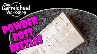 How to Remove Powder Post Beetles from Wood