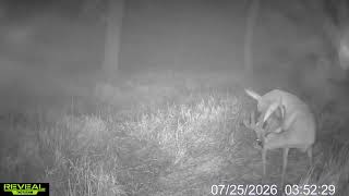 GIANT IOWA TEN POINT BUCK CAUGHT ON CAMERA 
