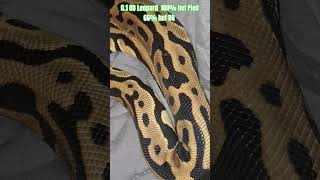 Famous 0.1 OD Leopard  100% het Pied 66% het DG Profile