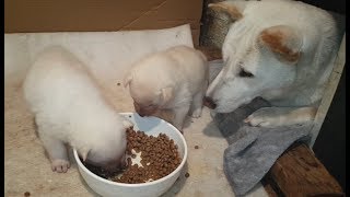 Twin puppies that eat their mom's meal