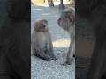 ねむいよぉ。でもベビの子守りもするトリちゃん #ニホンザル #淡路島モンキーセンター #cute