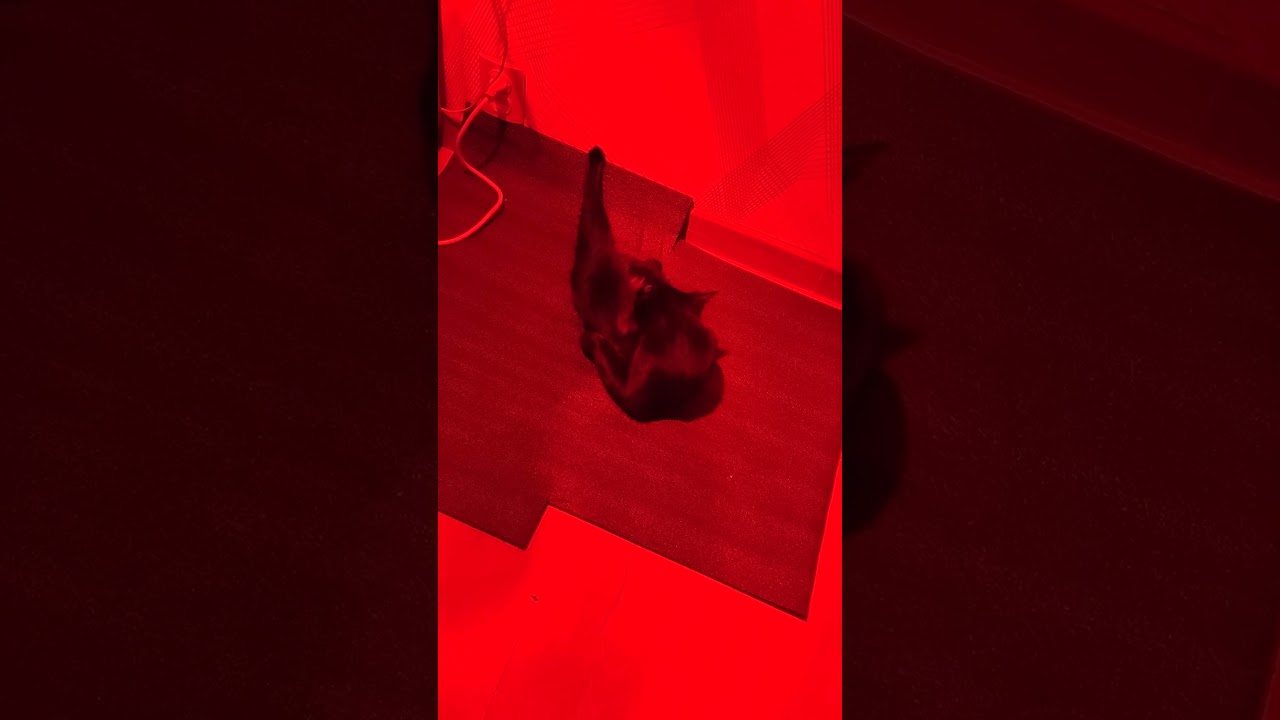 Хорошо кошечке под тепловой лампой ) 