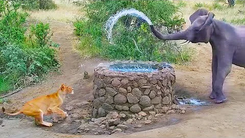 Elephant Sprays Water at Lion - DayDayNews