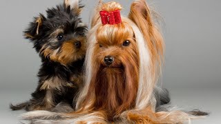 Exploring the Great Outdoors with Your Yorkshire Terrier