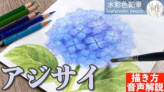 Watercolor Pencils] Easy way to draw hydrangeas #beginner