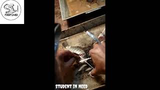 Urinogenital System of Tilapia or Oreochromis sp. . explain in bengali