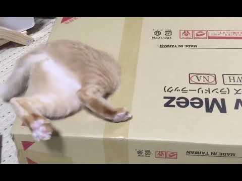 Top 10 猫 が おしり を 向ける Thư Viện Hỏi đap