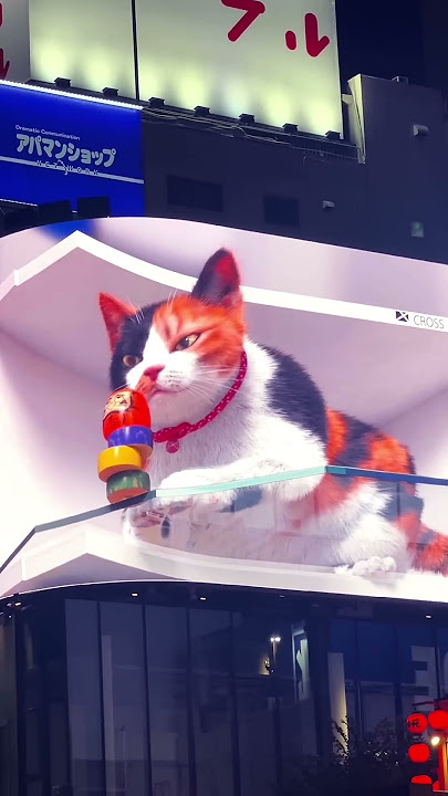 Download lagu Only in japan . Si kuting😻😻😻😻😻🇯🇵