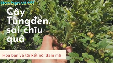 Cây Tùng đen (Cây cứt chuột) Sai trĩu quả.Hoa bạn và tôi