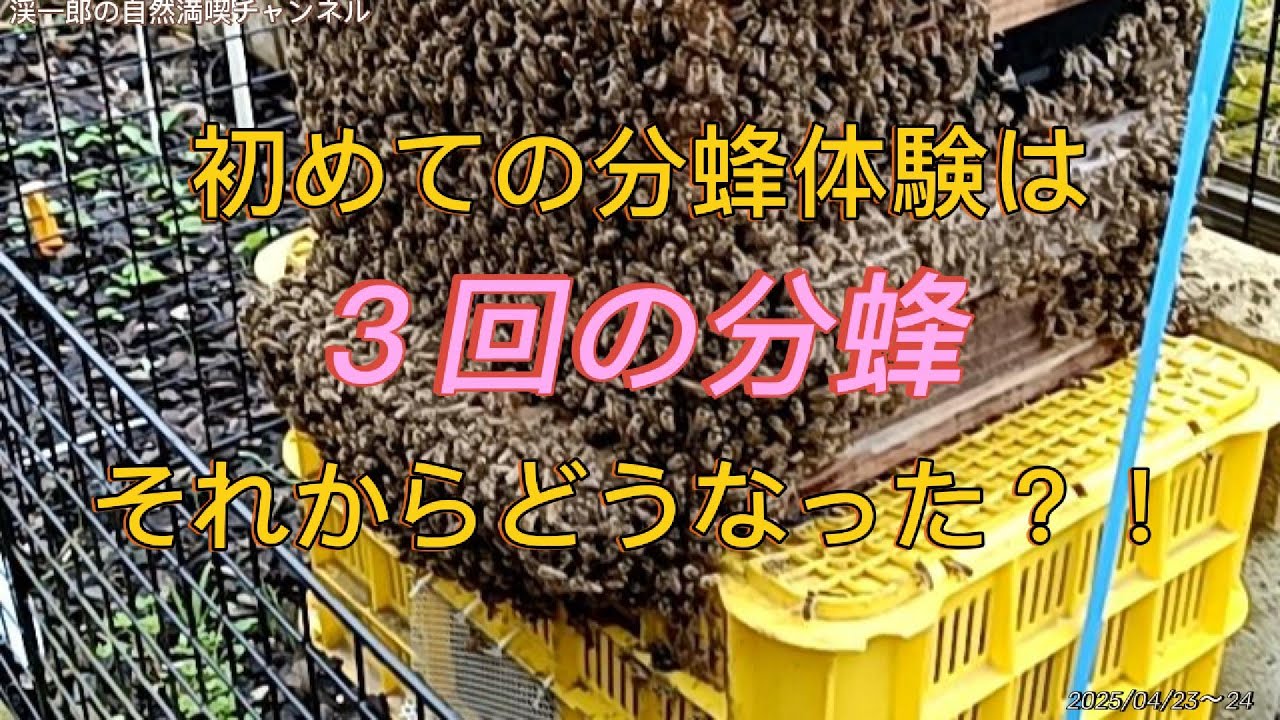 初めての分蜂体験