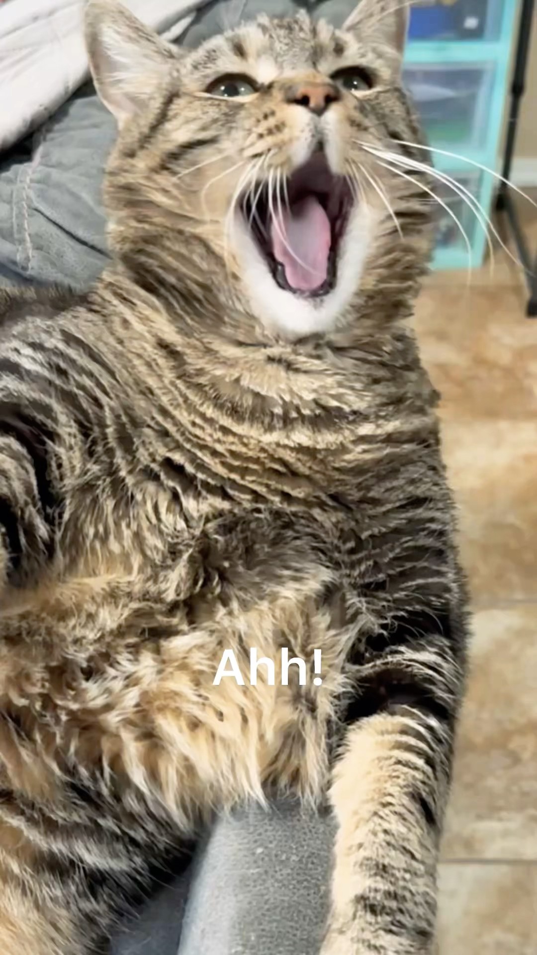Penny’s babysitter is back! #talkingcat