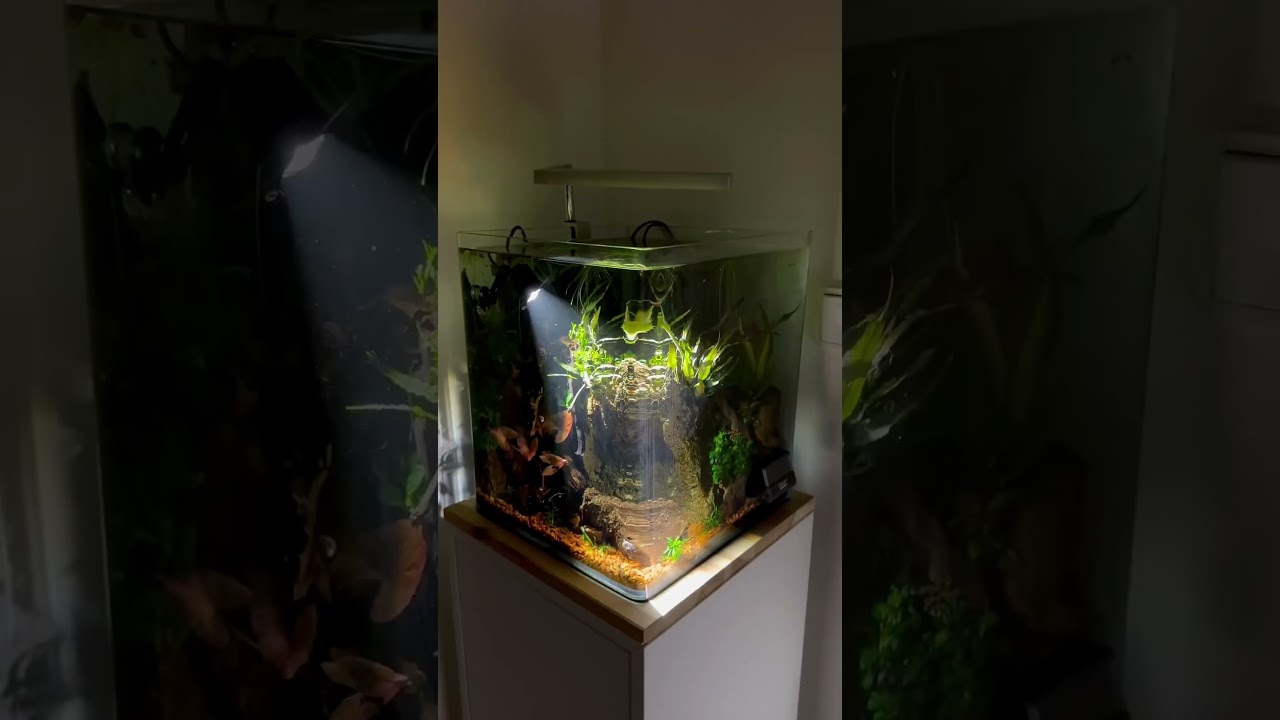 Ever seen a underwater lamp for your aquarium? Go check out the Chihiros Z Light Tiny Diving Edition