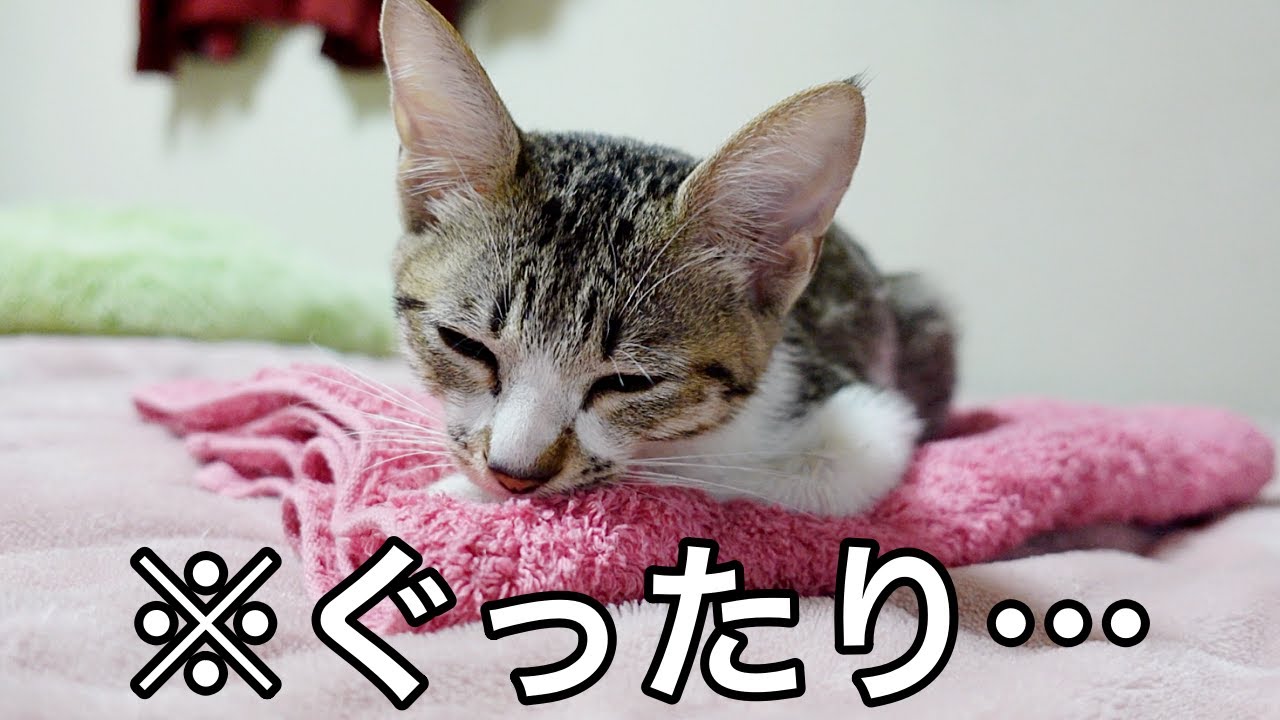 【避妊手術2日後】食欲がなく病院に行ったらまさかの診断でした…