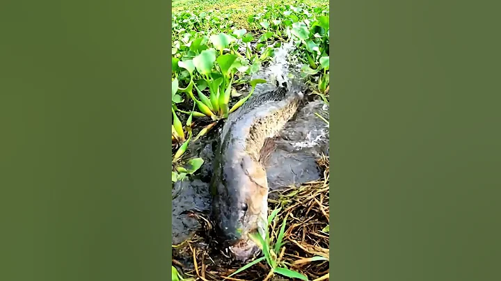 🤯 CRAZY Fish Bites BAIT! You Won't BELIEVE This! 🎣 #fishing #fish