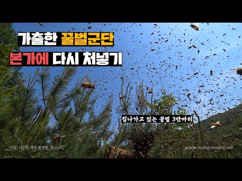 주인이 보고있는데 눈앞에서 가출 감행하는 꿀벌군단(feat.라셀)