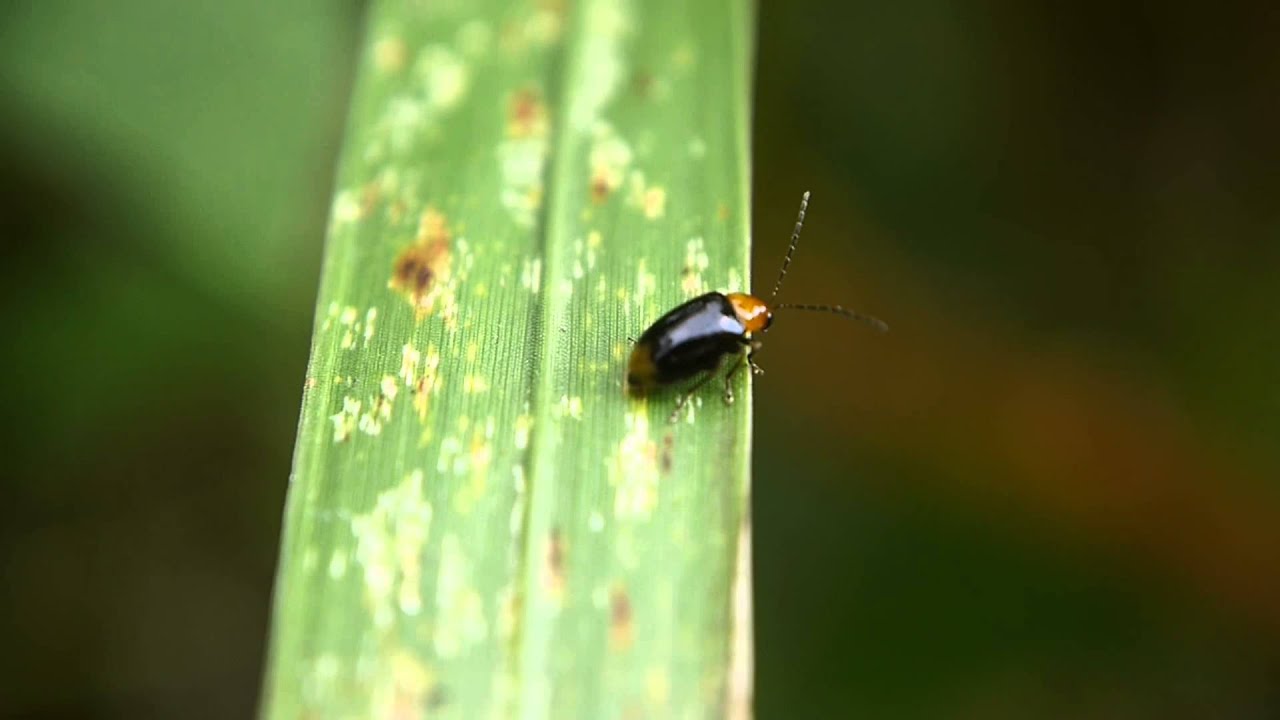 モンキアシナガハムシ　Monolepta　quadriguttata