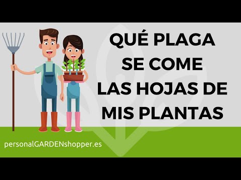 Video: Lidiar con las plagas de los pensamientos: aprenda sobre las plagas comunes de las plantas de pensamientos