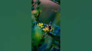 #YouTube #shorts #videos bee 🐝 pollinating small yellow flowers 🌻