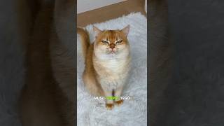 Magiczny kot oprawił Chintu... Ale kamera ujawniła prawdę! 😱🐱#shorts
