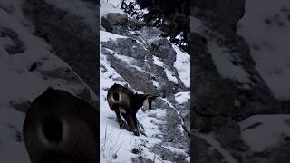 La Glissade Du Chamois
