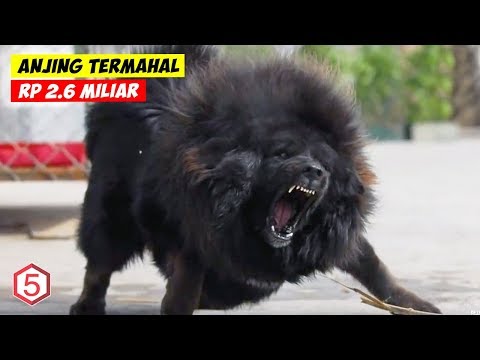 Video: Ras Anjing Paling Mahal