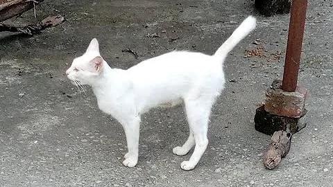 Video 11201021: persian cat family, russian cat, fluffy persian, royal cat family, meow cute white cat, cute cats living