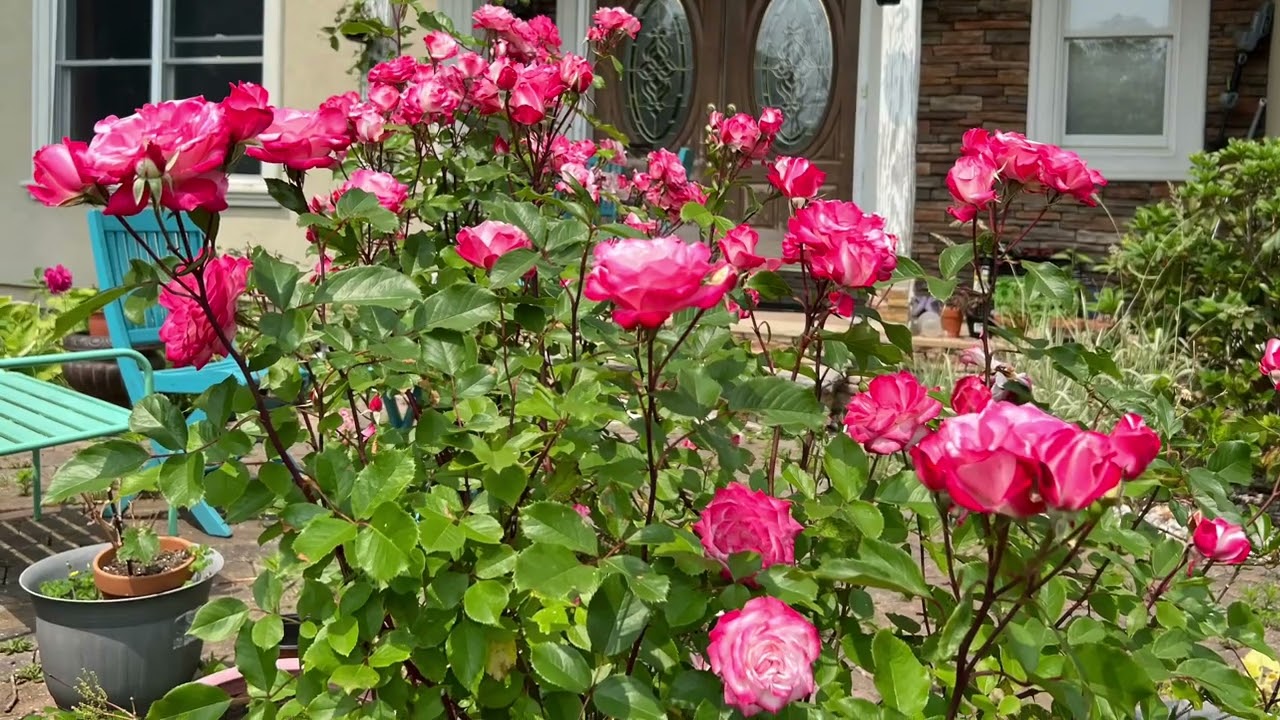 Candy Cane Cocktail rose on 11th June 2023