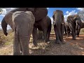 The Elephants Are Extra Rowdy &amp; Trumpet As They Approach Rhino at the Dam