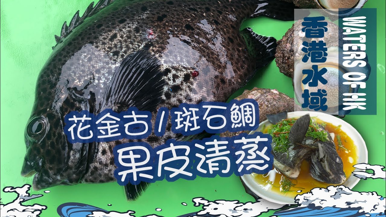 漁人推介 香港水域阿火帶你游入大海介紹香港常見海螺教大家用果皮清蒸花金古 斑石鯛食譜catch And Cook Recipe Oplegnathus Punctatus Seafood