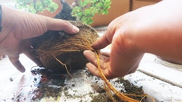 Bonsai Basics : Repotting a Bonsai Tree & Fix Root Bound