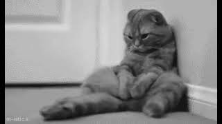 Sad Cat β Meme Template β