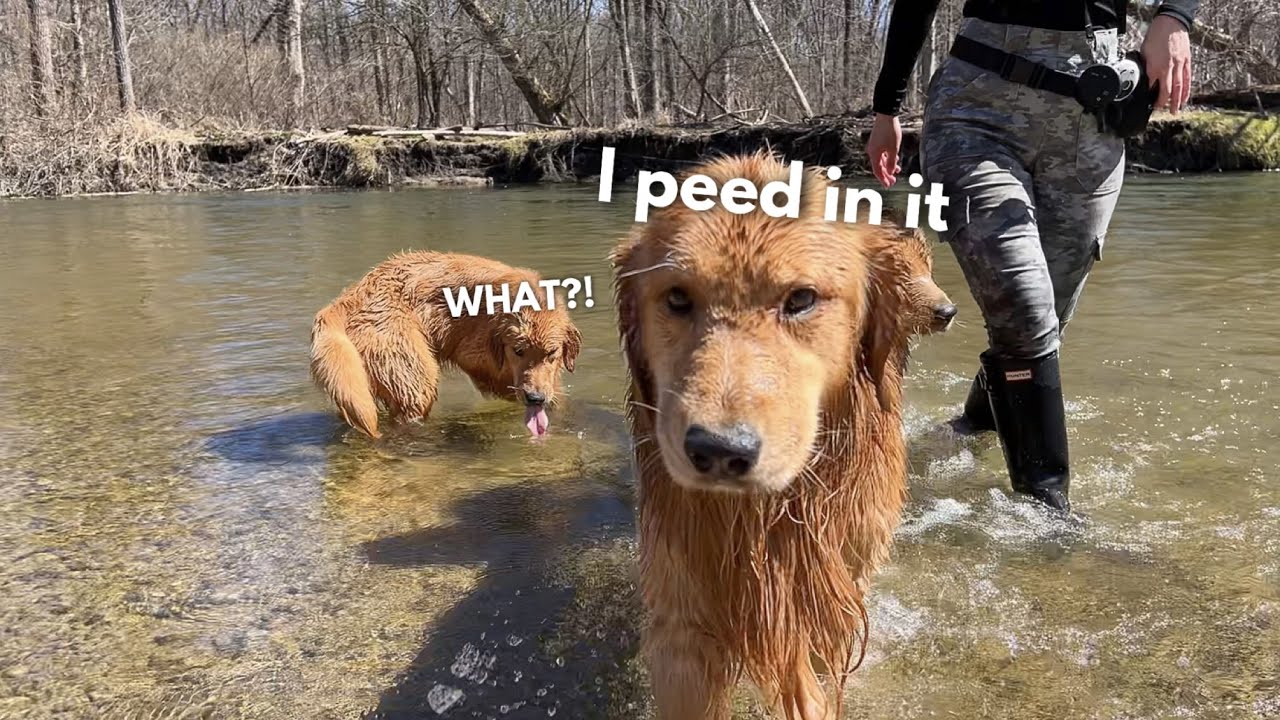 My Dog Takes His Son to the River YouTube