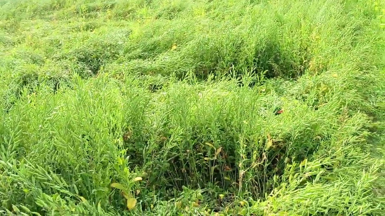 ৬.২৭ লাখ টাকায় ৩.৮০ শতাংশ বাড়ির উপযোগী জমি বিক্রয় বাকূম সিংগাইর ফোনঃ ০১৩২৮৩৬৬৭১৬ 