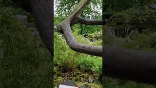 🇨🇿 Zoo Ostrava #travel #automobile #zoo #zwierzęta #ogródbotaniczny #azalie #rododendrony #Ostrava