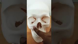 Norma Frontalis Part 2