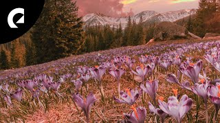 Palace On Wheels - Mumbai Sky Royalty Free Music