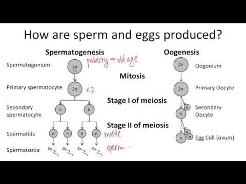 Oogenesis v. Spermatogenesis