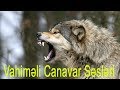 Dünyanın ən Qorxulu 10 Canavar Ulaması ( Kurt sesi ) ( Wolf howl )