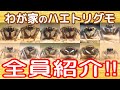 うちのハエトリグモを全員ご紹介します クモにも個性がある うちのハエトリグモを全員ご紹介します クモにも個性がある