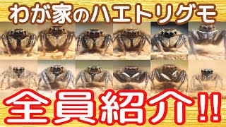 Introducing all of our pet jumping spiders ~Spiders have personalities too! ~