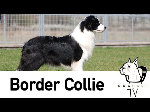 Videó: Border Collie Kutyafajta Hipoallergén, Egészségi és életre Szóló