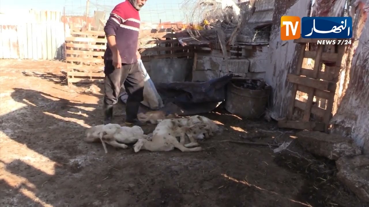 باتنة / الحمى القلاعية تواصل الإنتشار وتتسبب في نفوق عدد معتبر من الأغنام