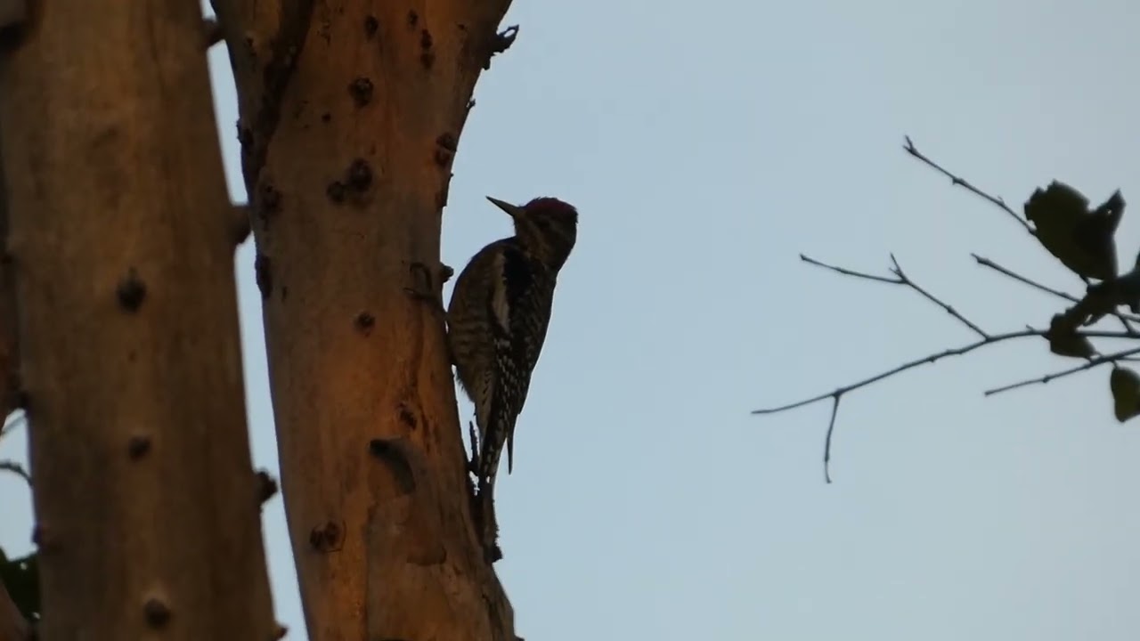 Yellow-bellied Sapsuckers (Sphyrapicus varius) in a park