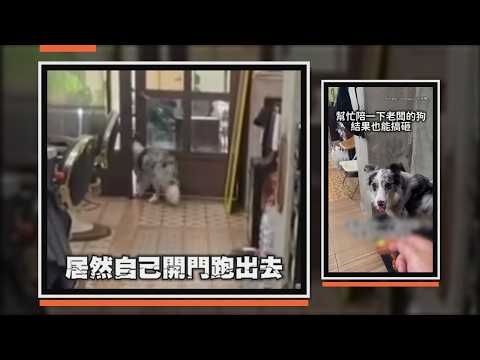 幫老闆顧狗玩你丟我撿 下秒竟自己開門溜走