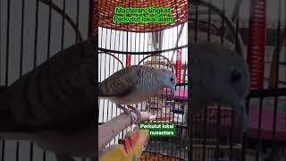 Masteran singkat perkutut lokal nusantara - sakral2598